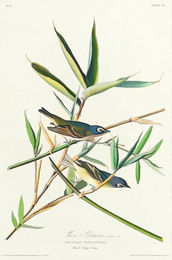 Vireo Solitarius from Birds of America (1827) by John James Audubon, etched by William Home Lizars. Original from University of Pittsburg. Digitally enhanced by rawpixel. is marked with CC0 1.0